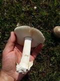 Amanita sect. Vaginatae image