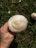 Amanita sect. Vaginatae image