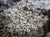 Ochrolechia parella image