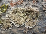 Physconia enteroxantha image