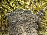 Physconia enteroxantha image