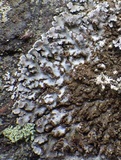 Physconia grisea image