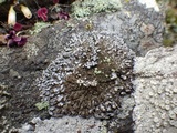 Physconia grisea image