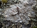 Pertusaria pseudocorallina image