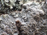 Pertusaria pseudocorallina image