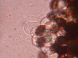 Lacrymaria echiniceps image