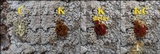 Pertusaria pseudocorallina image