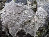 Pertusaria pseudocorallina image