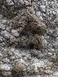 Pertusaria pseudocorallina image