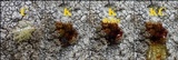 Pertusaria pseudocorallina image