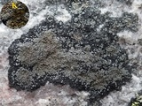 Miriquidica deusta image
