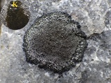 Miriquidica deusta image