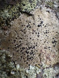 Buellia leptocline image