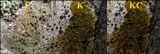 Buellia leptocline image