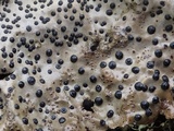 Umbilicaria crustulosa image