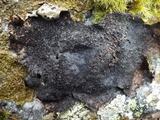 Umbilicaria crustulosa image