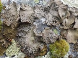 Umbilicaria crustulosa image
