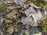 Umbilicaria crustulosa image