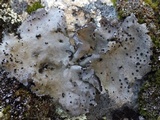 Umbilicaria crustulosa image
