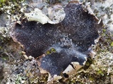 Umbilicaria crustulosa image