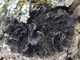 Collema furfuraceum image
