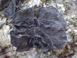 Collema furfuraceum image