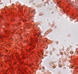 Phloeomana minutula image