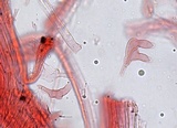 Phloeomana minutula image