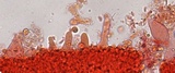Phloeomana minutula image