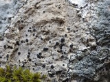 Buellia leptocline image