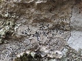 Buellia leptocline image