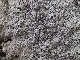 Buellia leptocline image