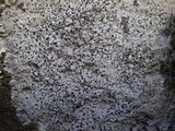 Buellia leptocline image