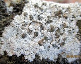 Aspicilia cinerea image