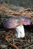 Russula sericeonitens image