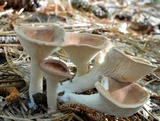 Clitocybe squamulosa image