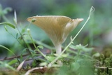 Pseudoarmillariella ectypoides image