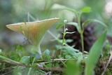 Pseudoarmillariella ectypoides image