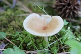 Pseudoarmillariella ectypoides image