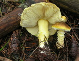 Floccularia albolanaripes image