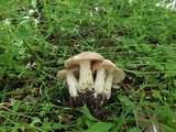 Lyophyllum decastes image