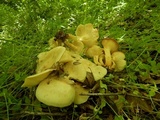 Lyophyllum decastes image