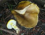 Floccularia albolanaripes image