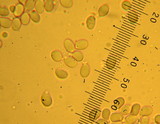 Floccularia albolanaripes image