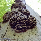 Globifomes graveolens image