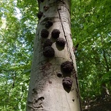 Globifomes graveolens image