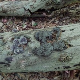 Globifomes graveolens image