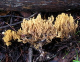 Phaeoclavulina myceliosa image