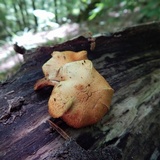 Image of Pleuroflammula subsulphurea