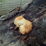 Pleuroflammula subsulphurea image